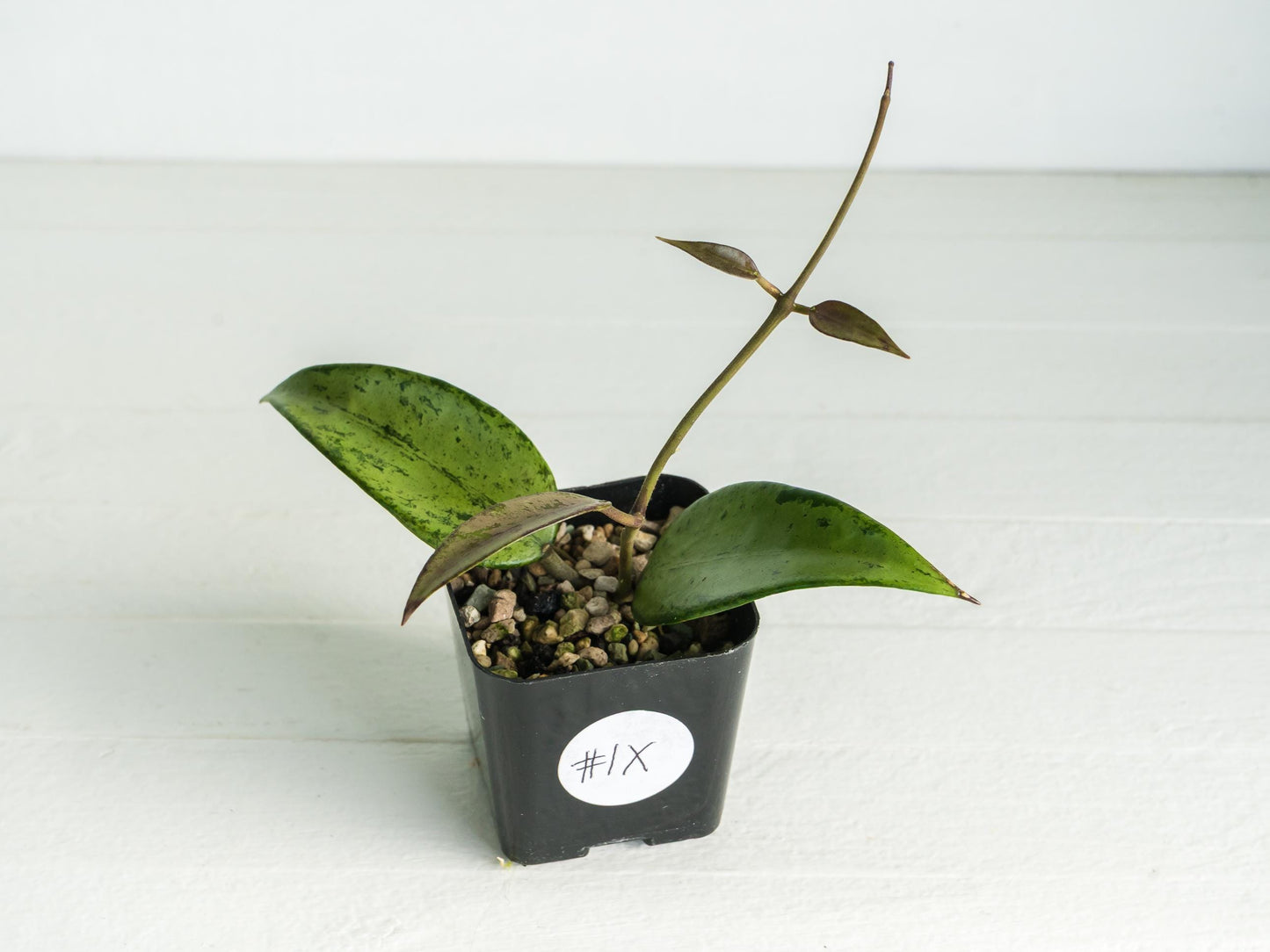 Hoya 'Snow Cui' (Silver) | 2-Inch