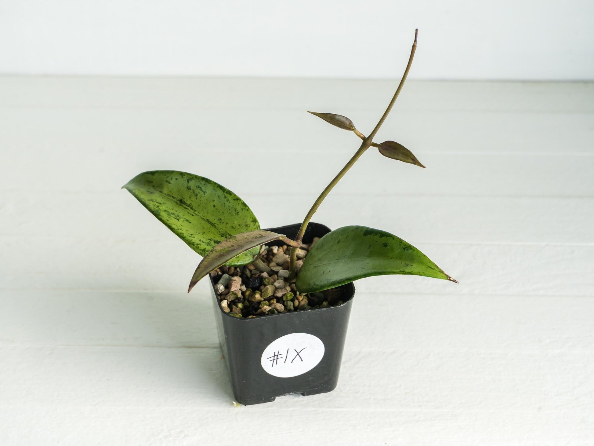 Hoya 'Snow Cui' (Silver) | 2-Inch