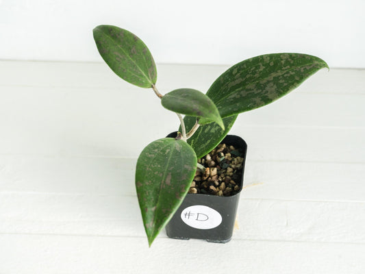 Hoya 'Strawberry Matcha' (UPT008) | 2-Inch