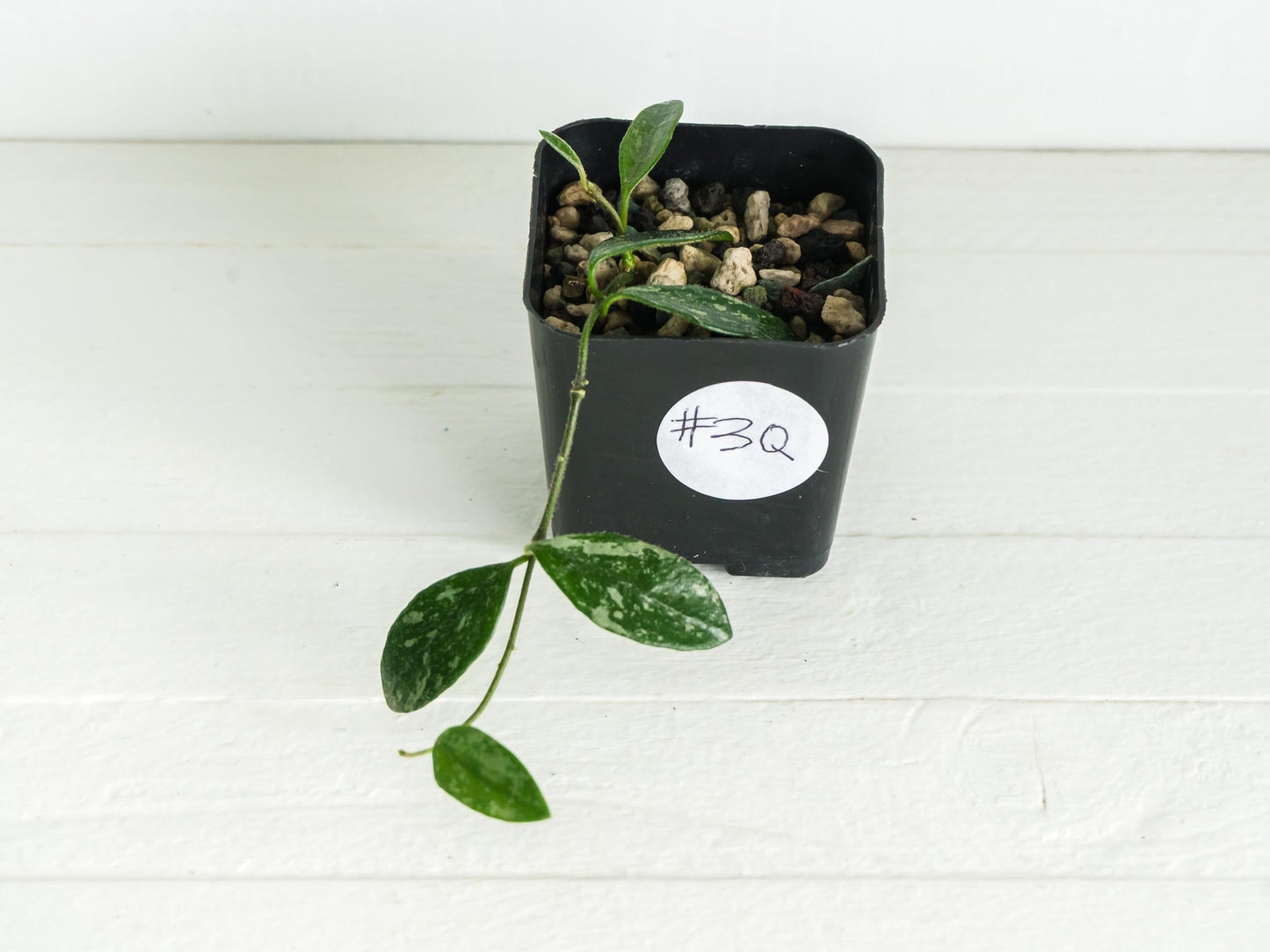 Hoya lima (Splash) | 2-Inch