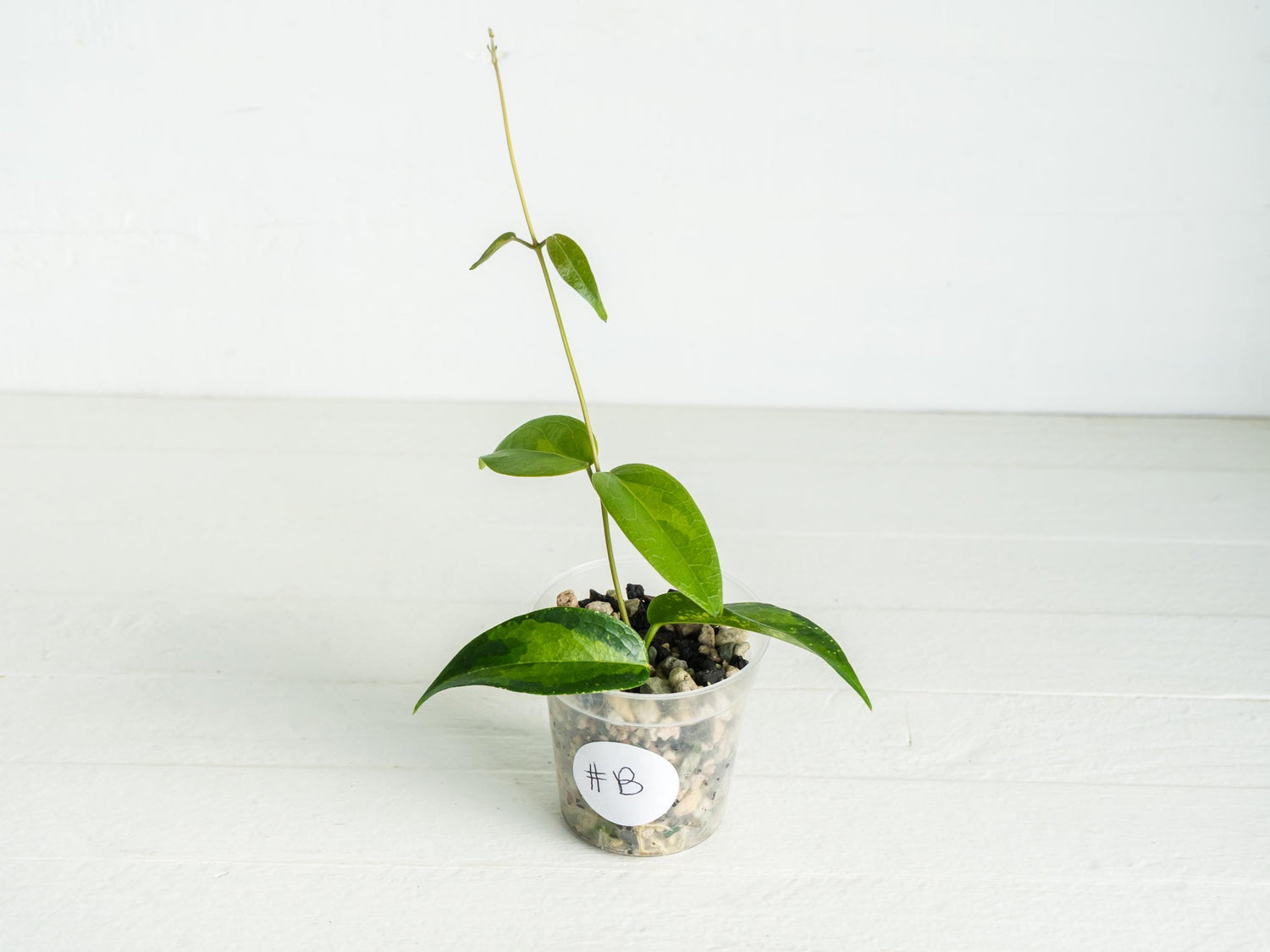 Hoya dennisii ‘Frida’ | 2-Inch