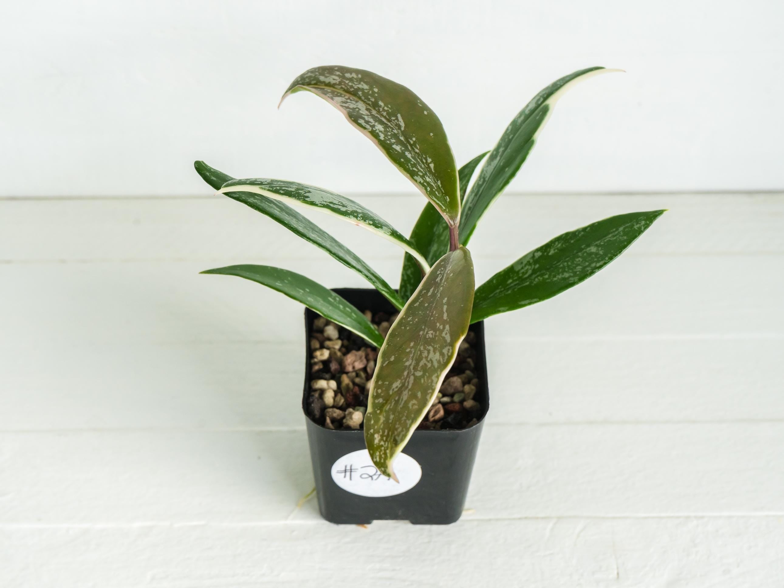 Hoya pubicalyx (Albo, Splash) – Care, Details & For Sale – Hoya