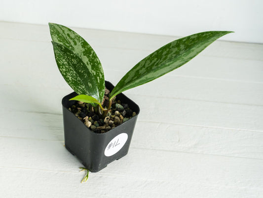 Hoya pubicalyx (Splash) | 2-Inch