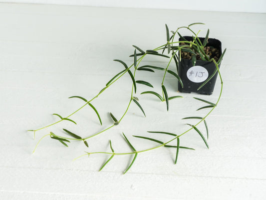 Hoya linearis | 2-Inch