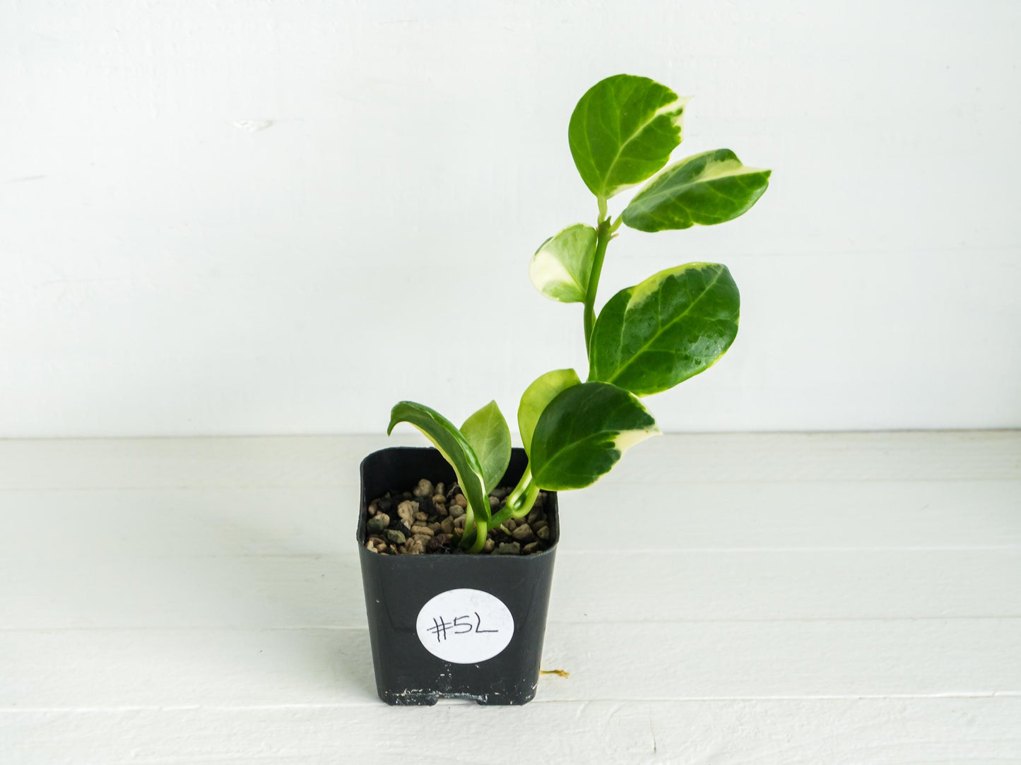 Hoya obscura (Albo | Outer Variegated) | 2-Inch