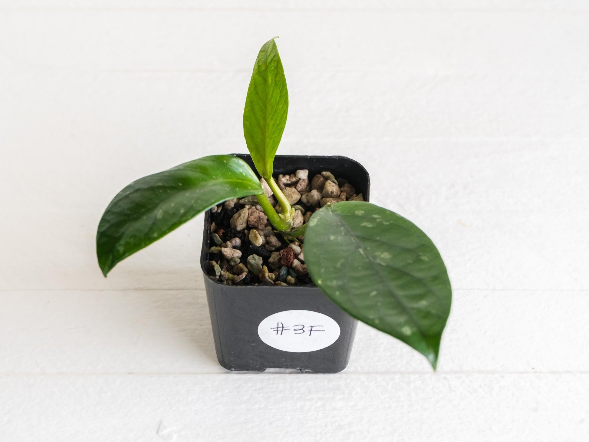 Hoya Lai Chau Splash | 2-Inch