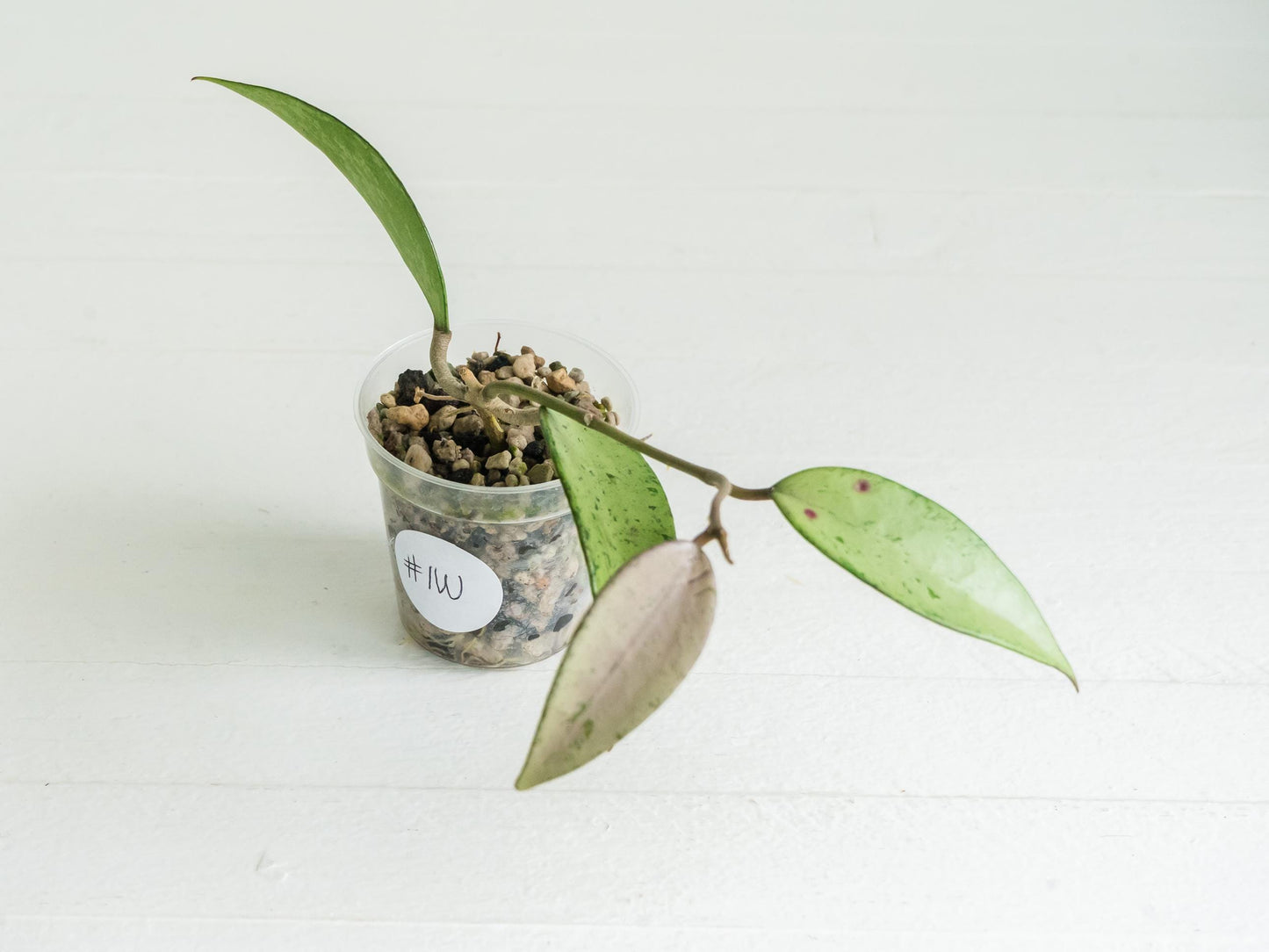 Hoya 'Snow Cui' (Silver) | 2-Inch