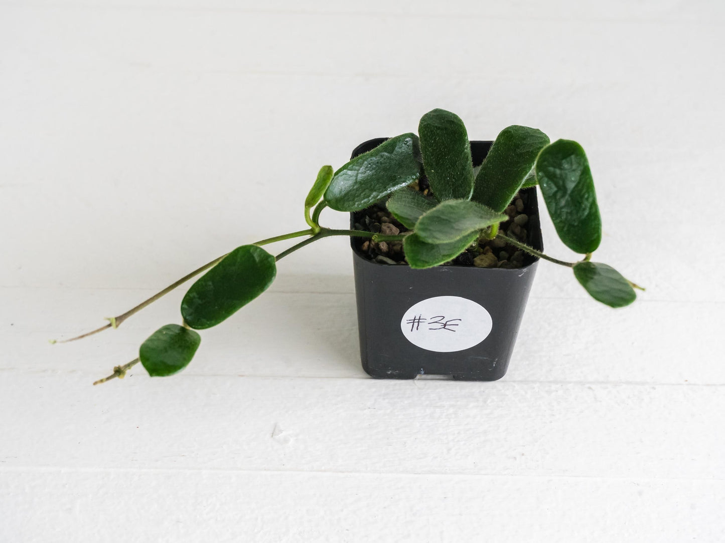 Hoya rotundiflora | 2-Inch