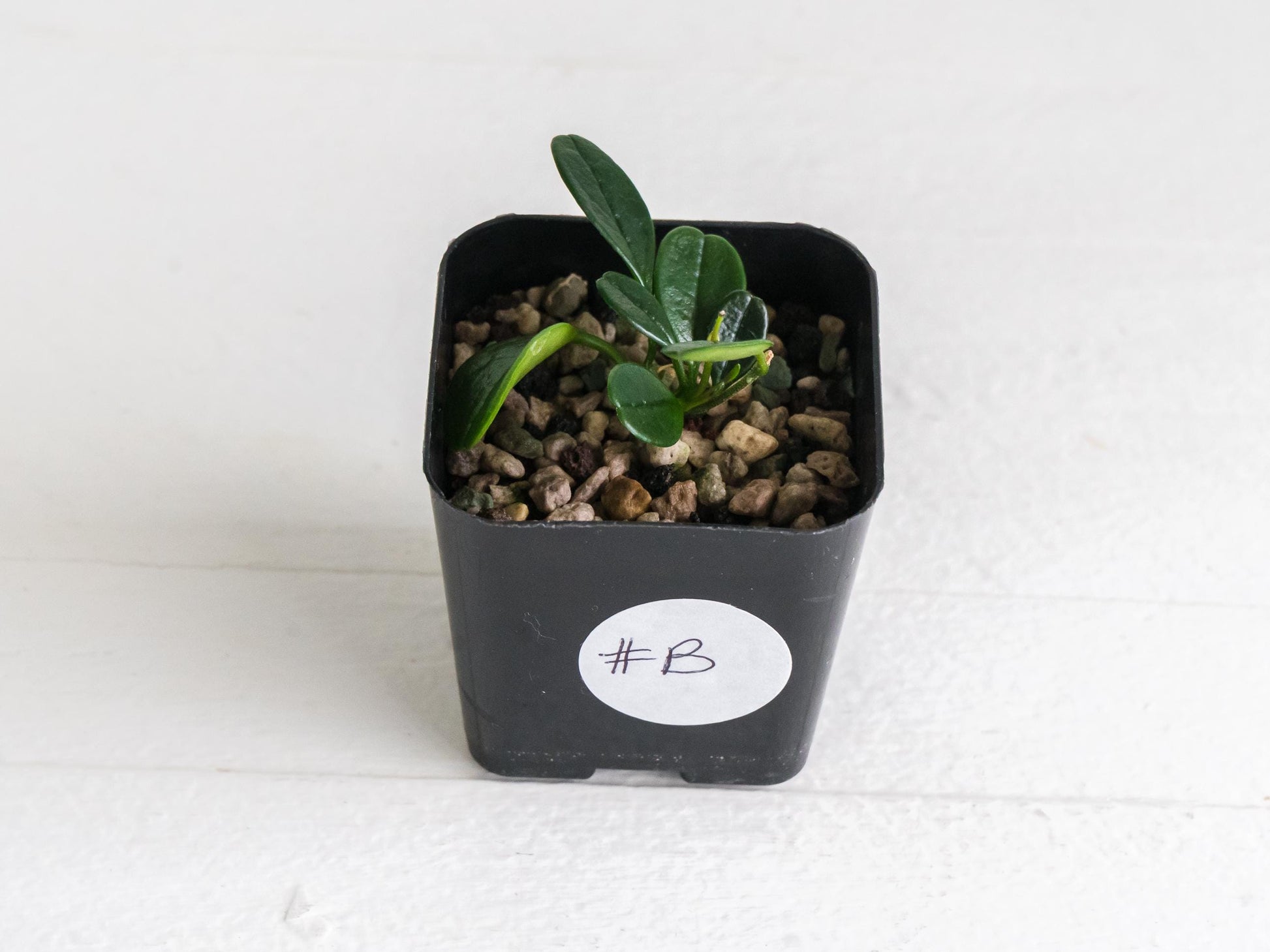 Hoya uniflora| 2-Inch