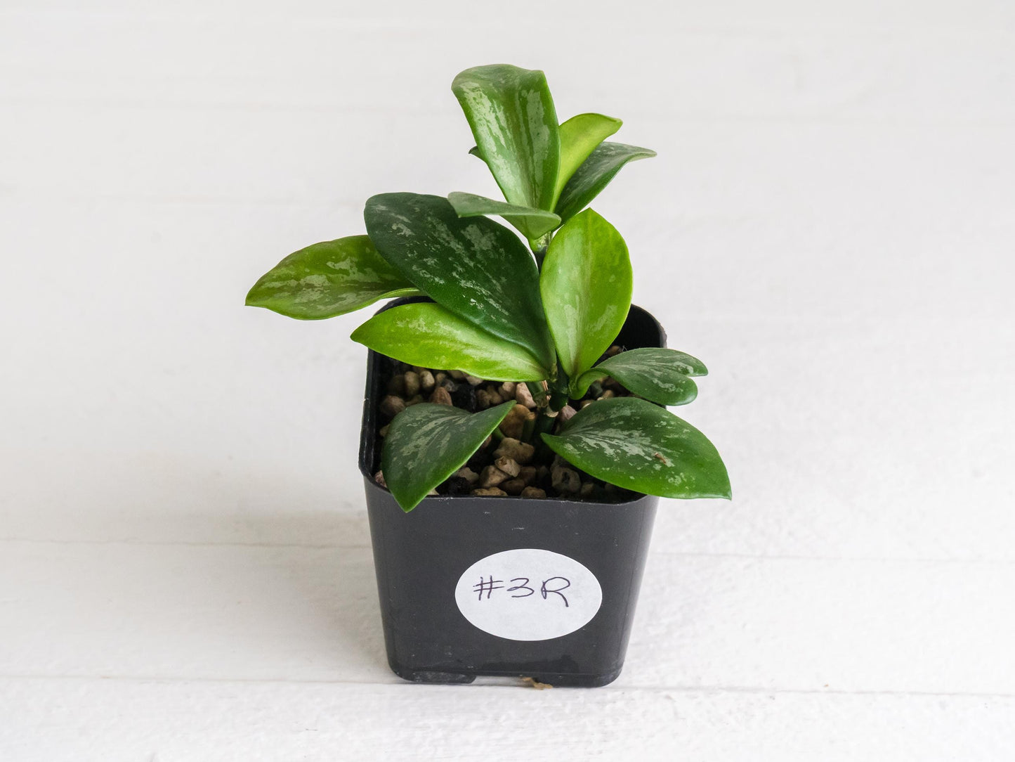 Hoya collina (IR-26) | 2-Inch