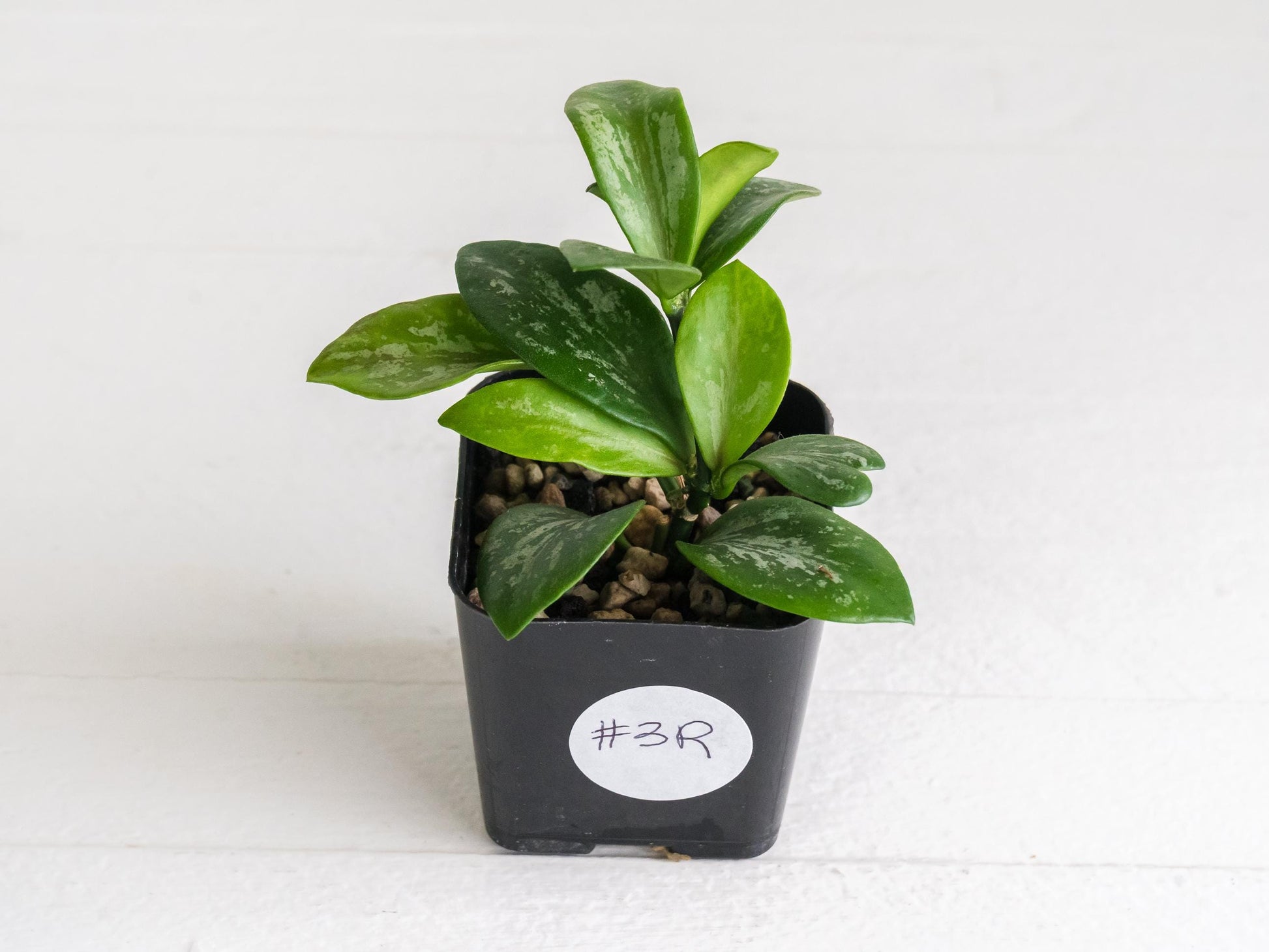 Hoya collina (IR-26) | 2-Inch