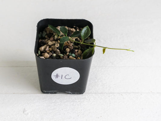 Hoya papua (PNG IM-08) | 2-Inch