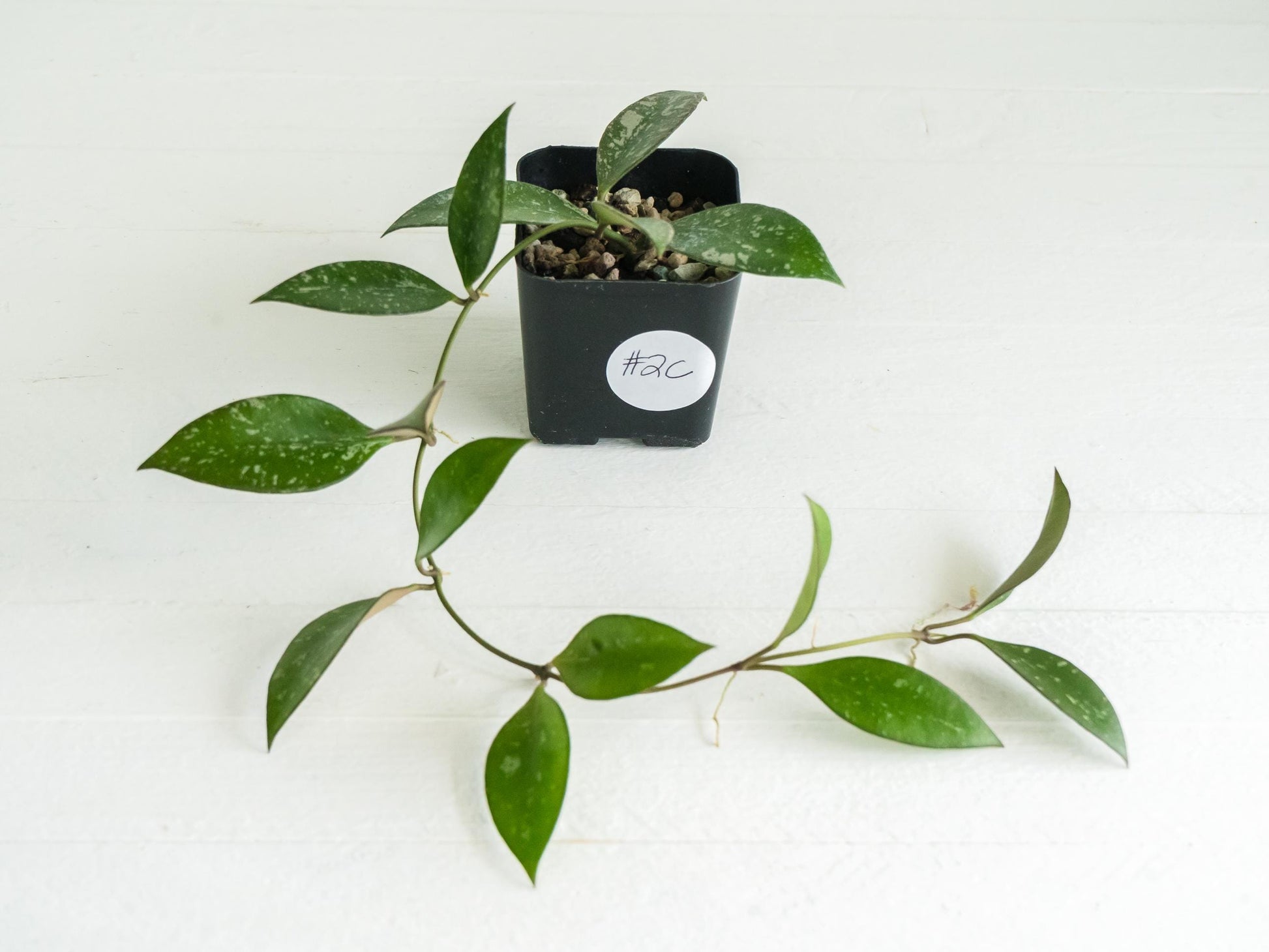 Hoya ‘Rosita’ (Splash) | 2-Inch