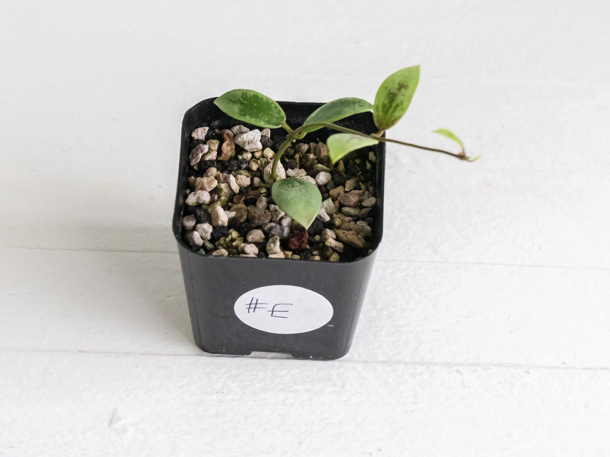 Hoya Kalimantan 'Coin' (Silver) | 2-Inch