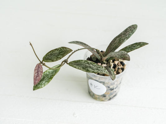 Hoya sigillatis | 2-Inch