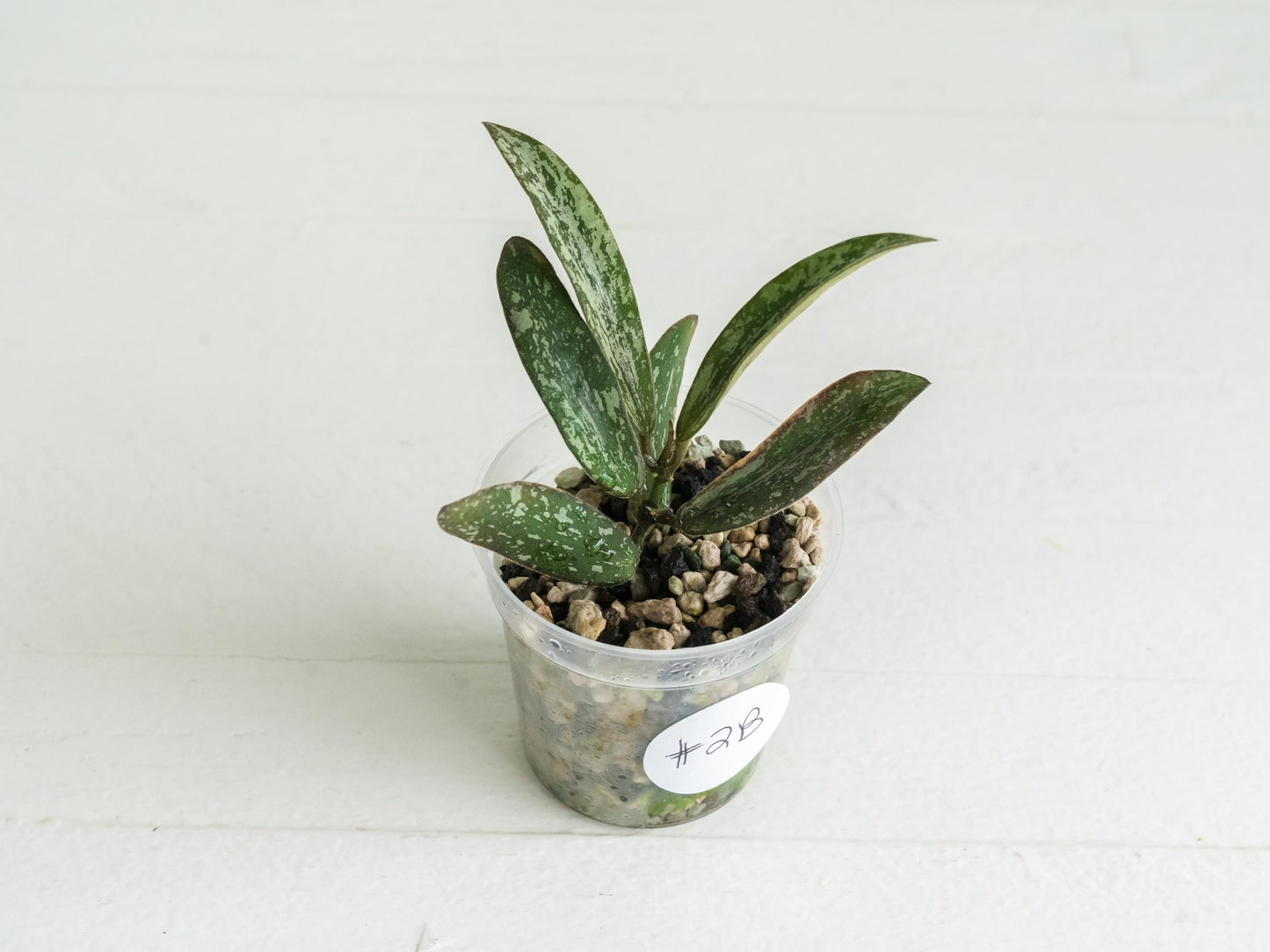 Hoya sigillatis | 2-Inch