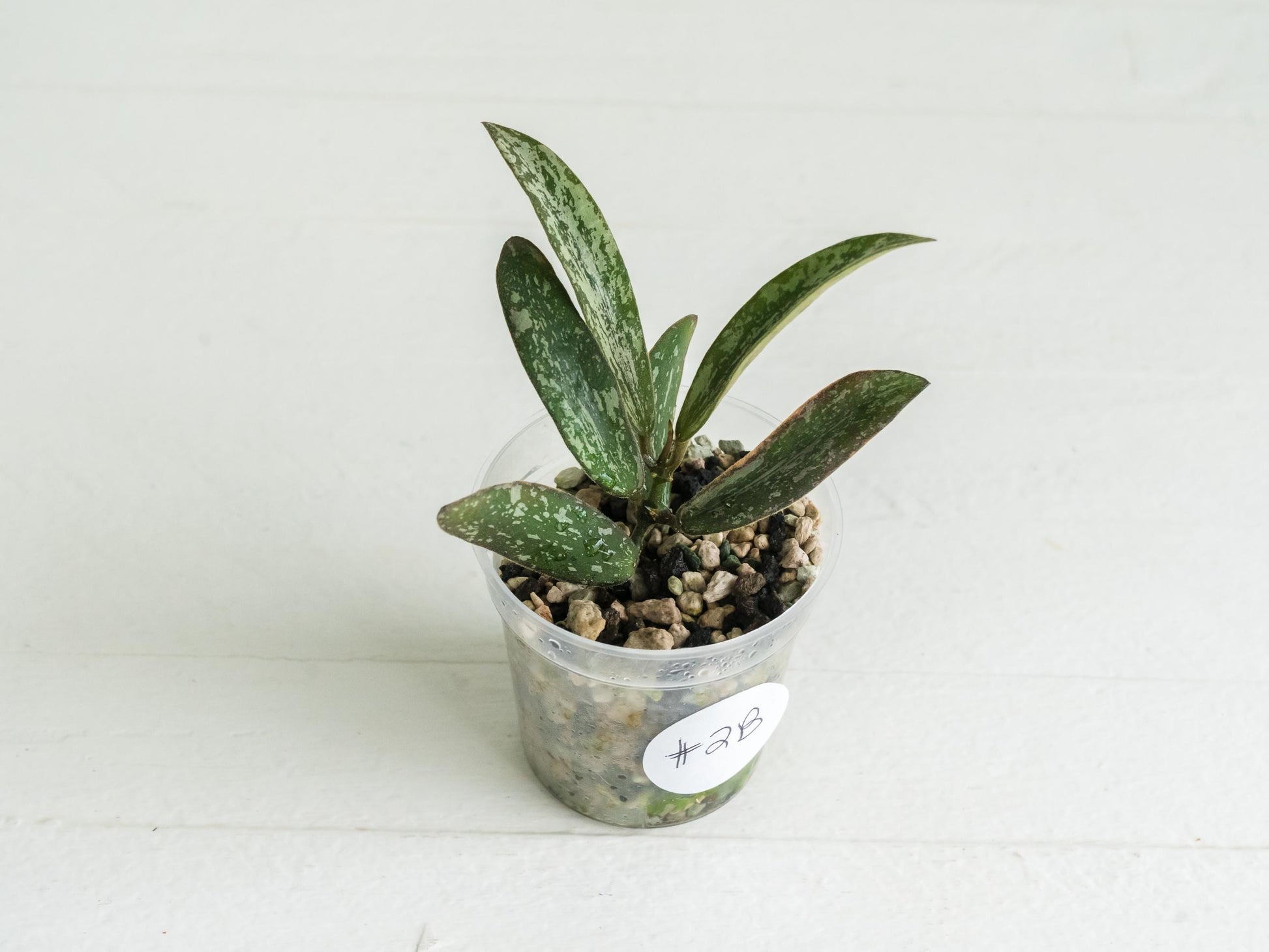 Hoya sigillatis | 2-Inch