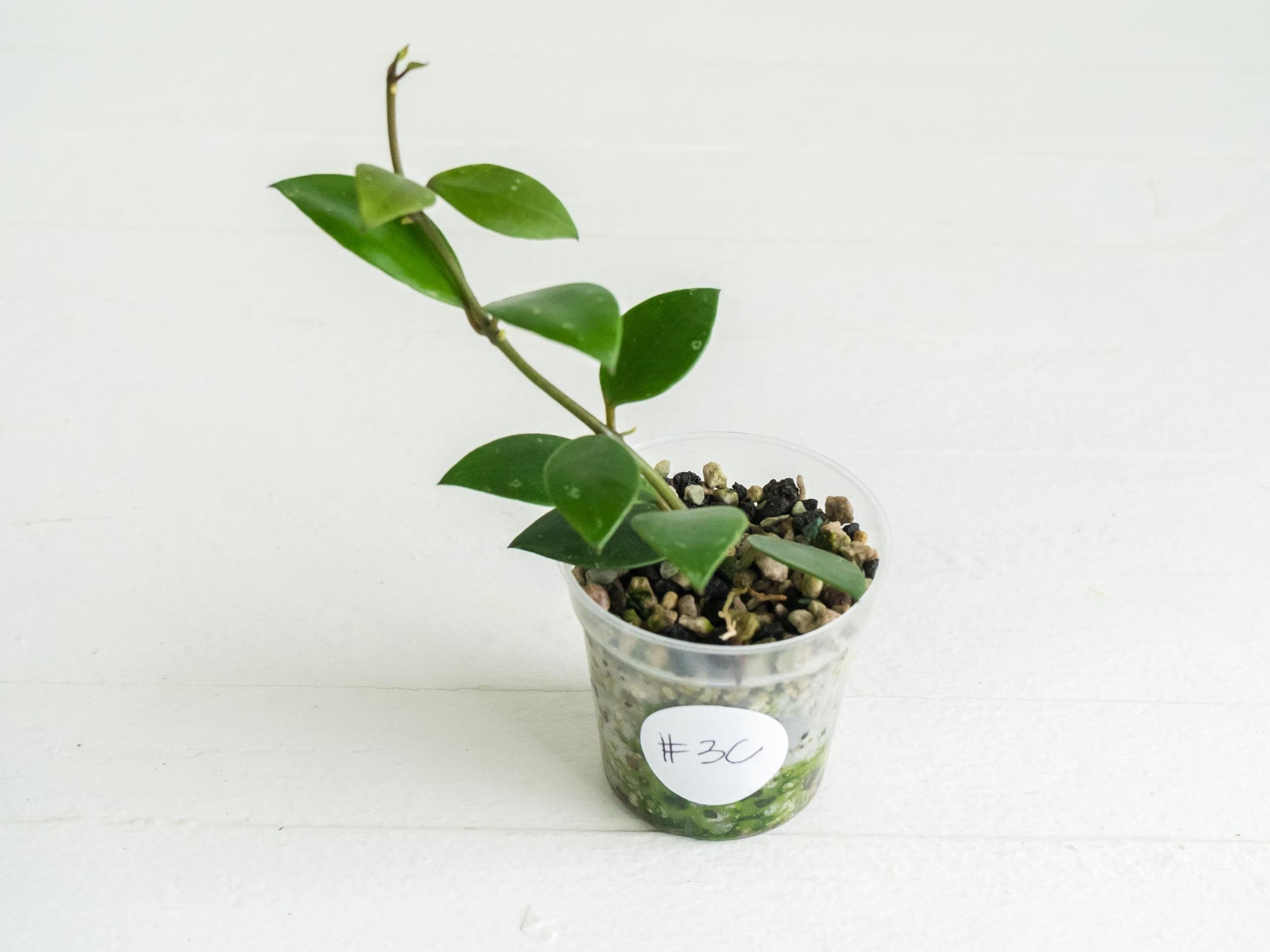 Hoya sipitangensis | 2-Inch