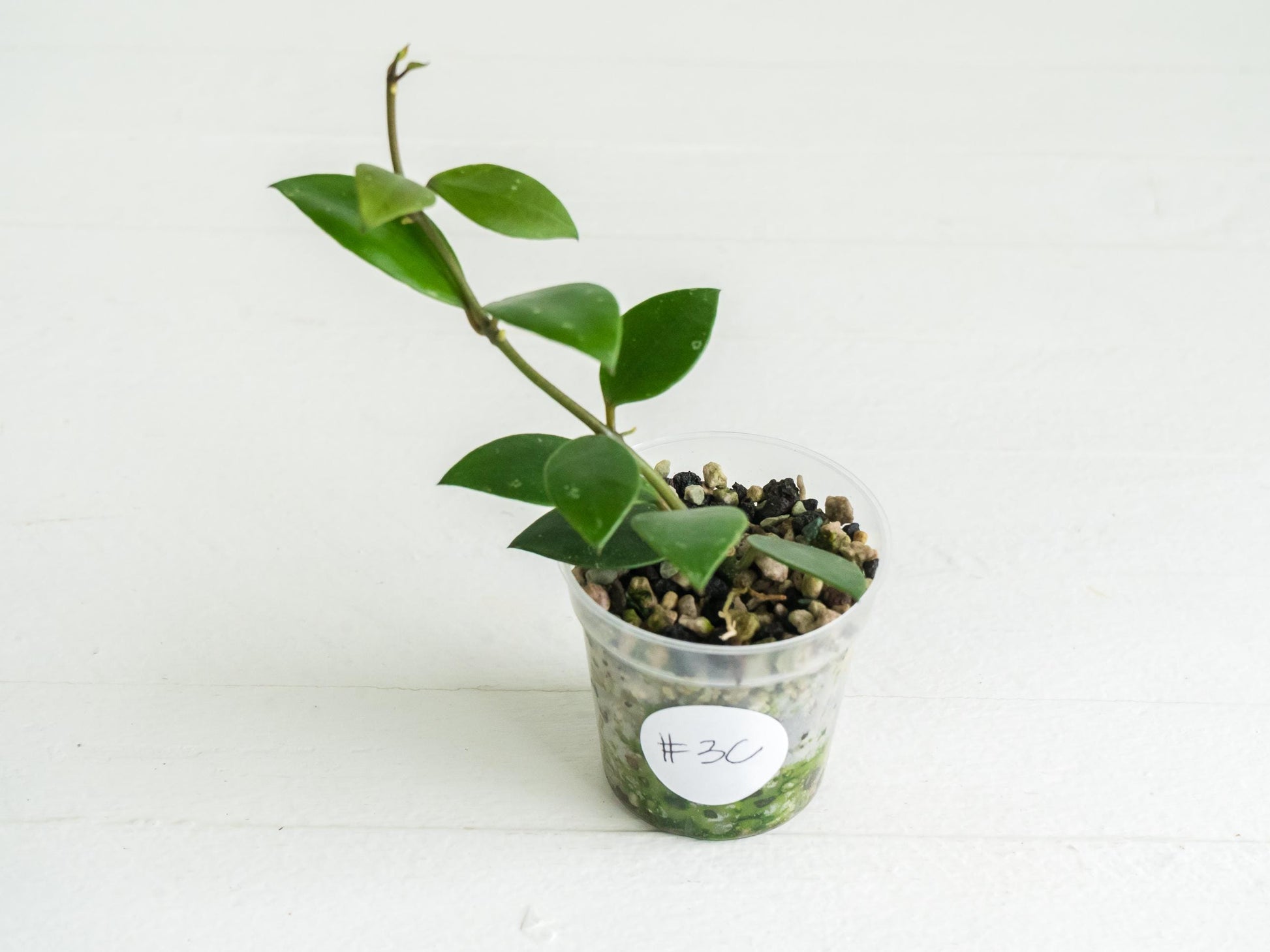 Hoya sipitangensis | 2-Inch