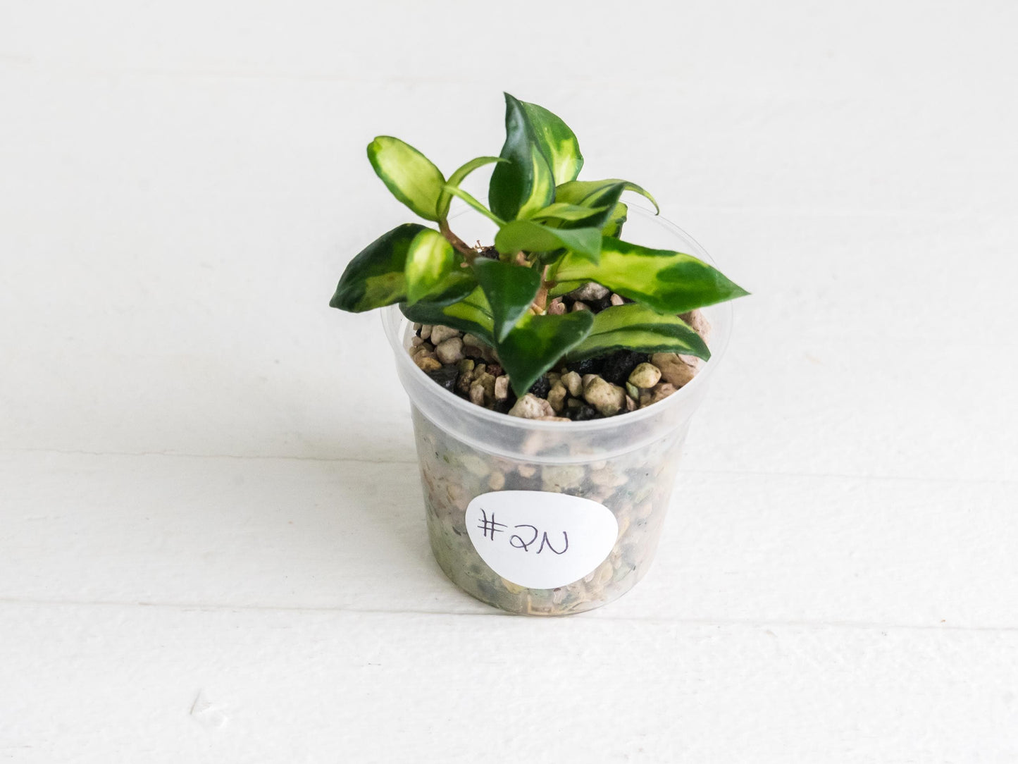 Hoya lacunosa 'Tricolor Bruno' | 2-Inch
