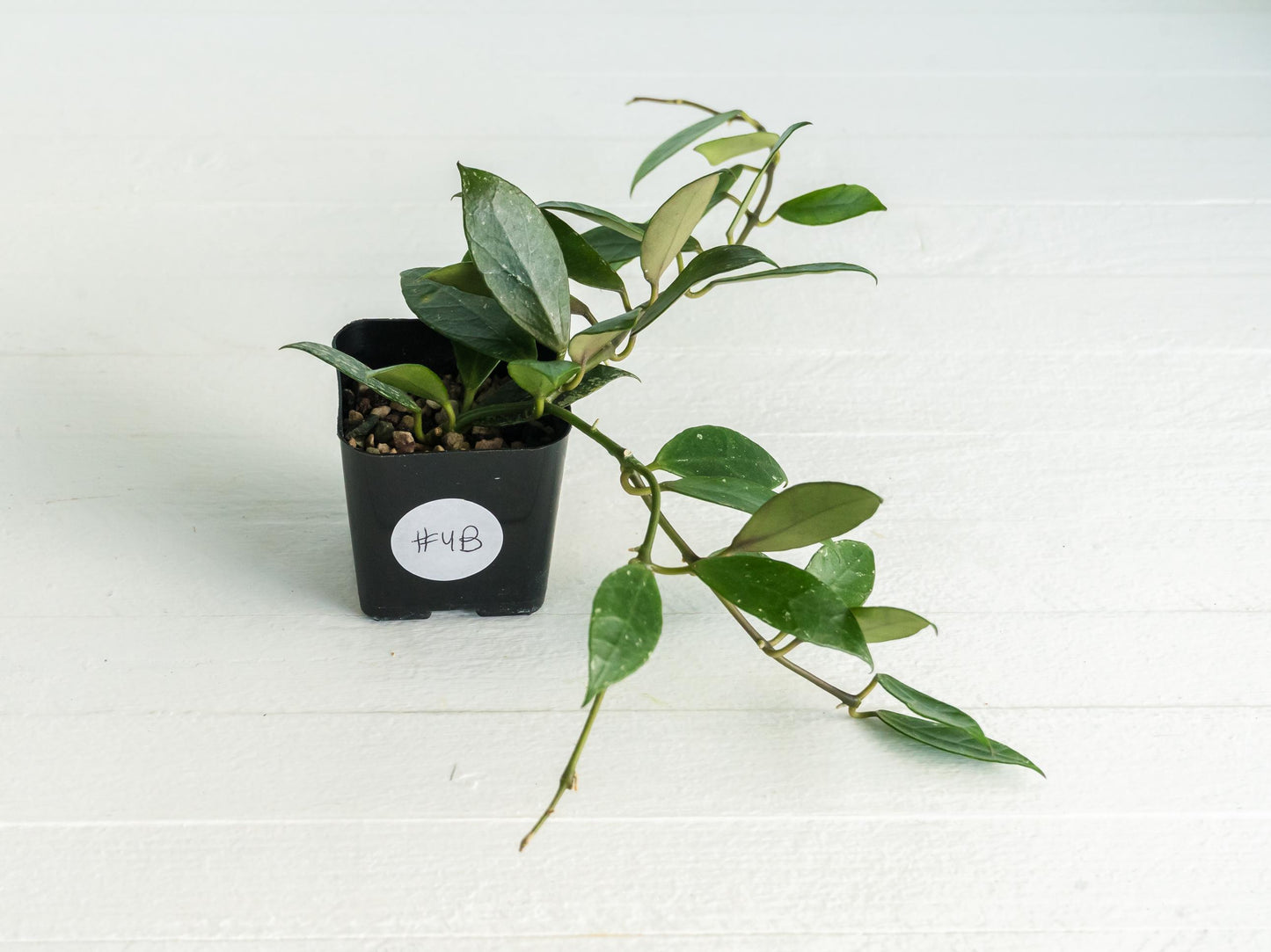 Hoya 'Rebecca' | 2-Inch