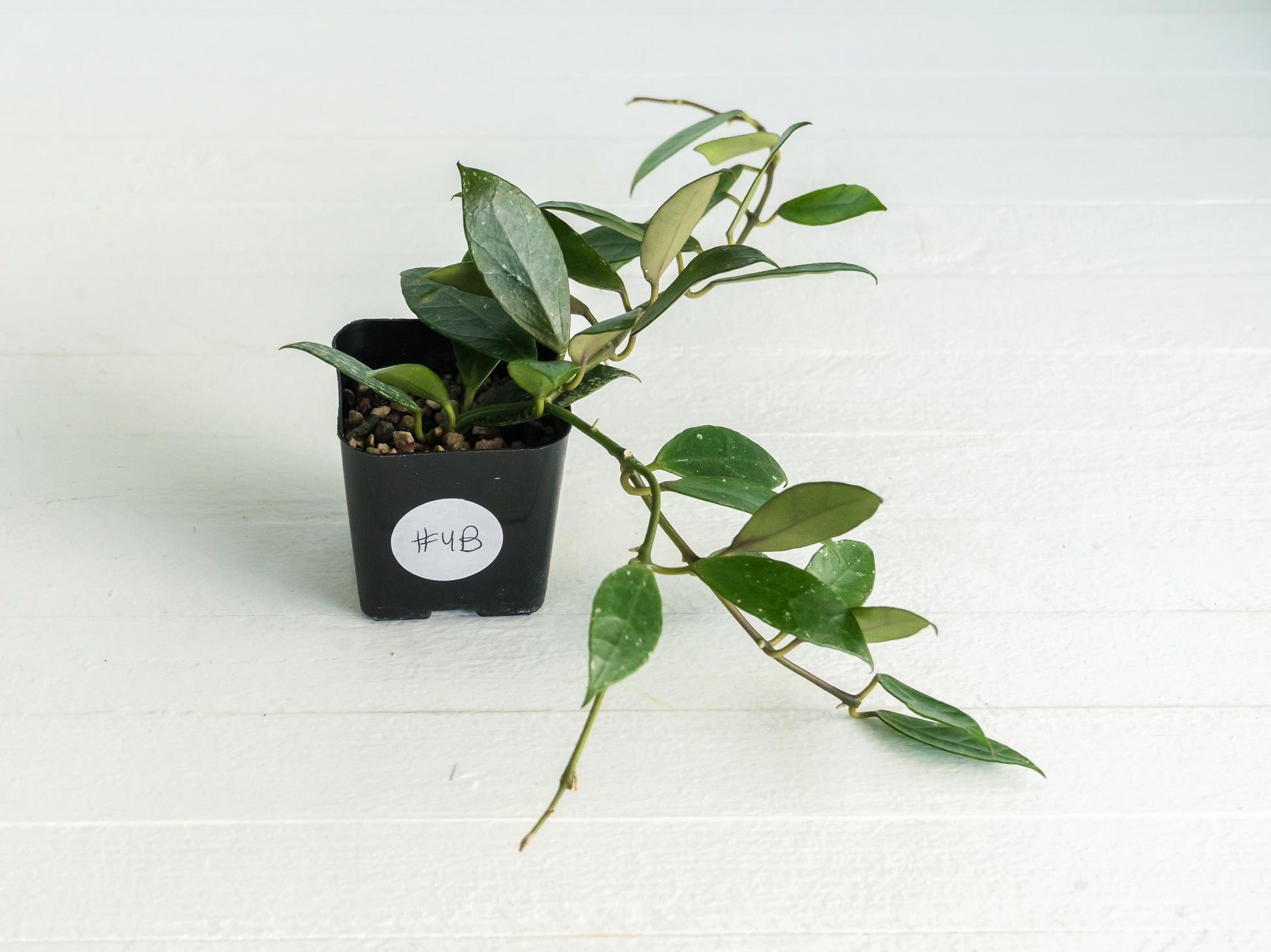 Hoya 'Rebecca' | 2-Inch