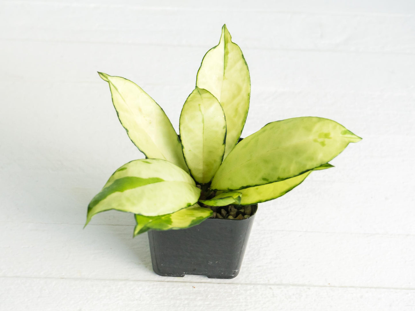 Hoya crassipetiolata (Inner Variegated) | 2-Inch