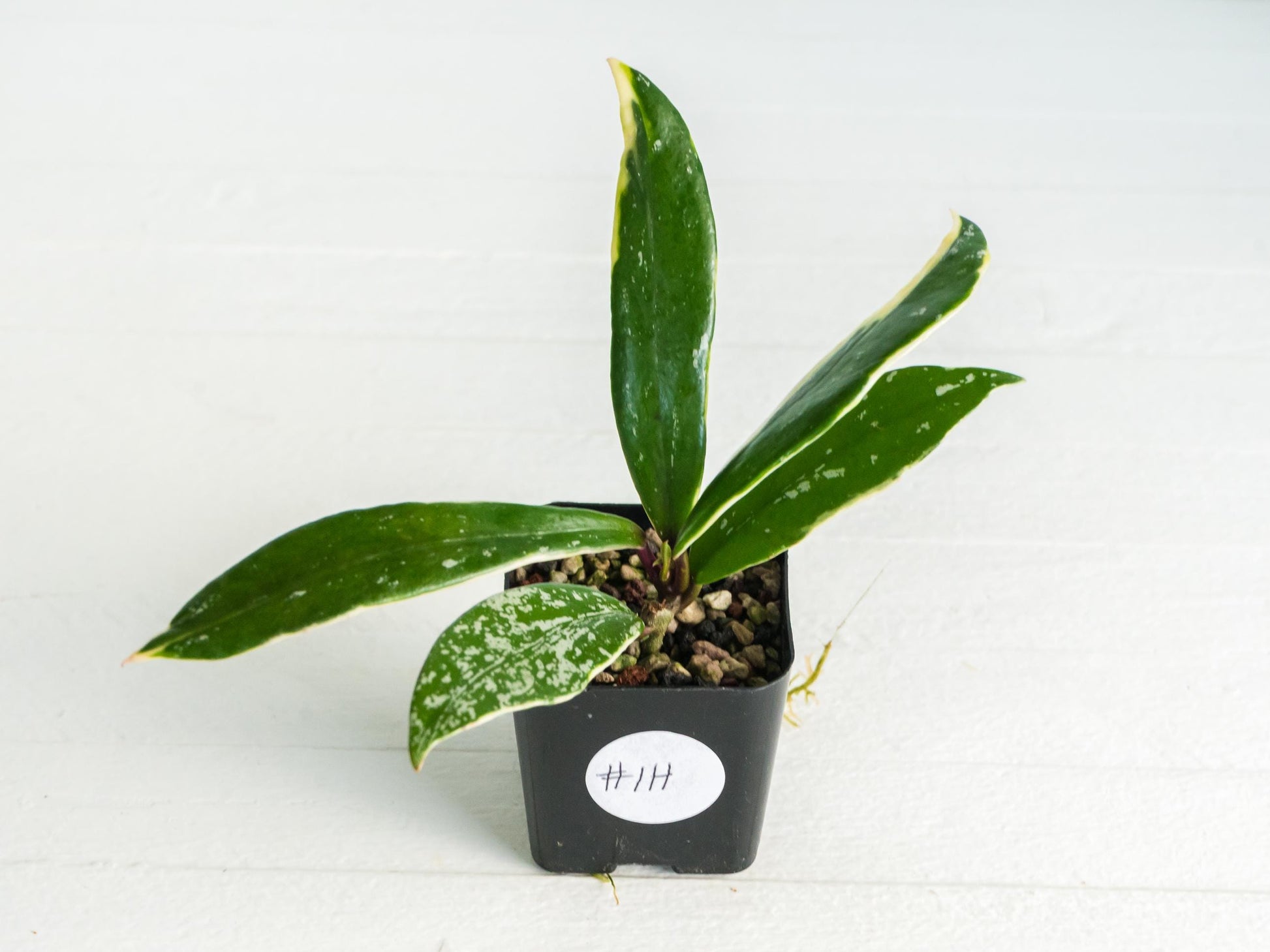 Hoya pubicalyx (Albo, Low Splash)