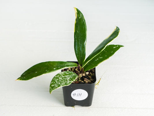 Hoya pubicalyx (Albo, Low Splash)