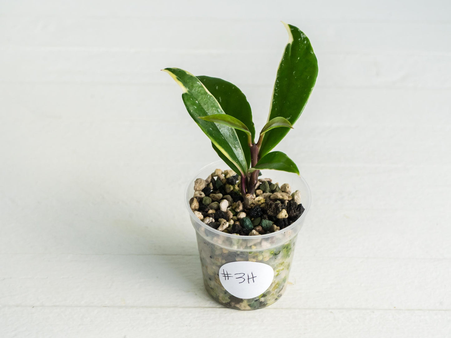 Hoya pubicalyx (Albo, Low Splash)
