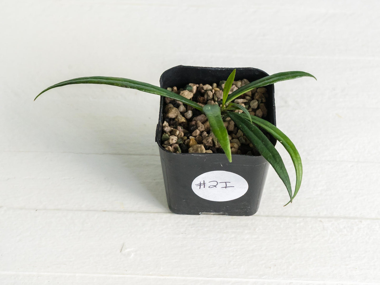 Hoya pauciflora | 2-Inch
