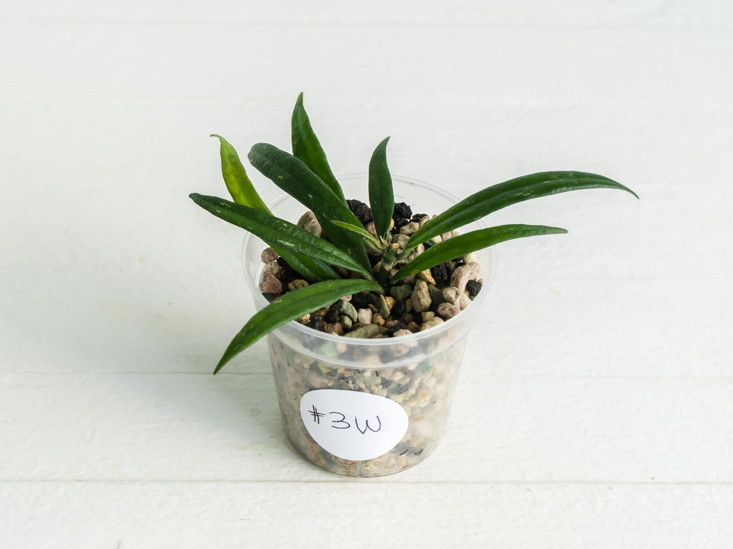 Hoya pauciflora | 2-Inch