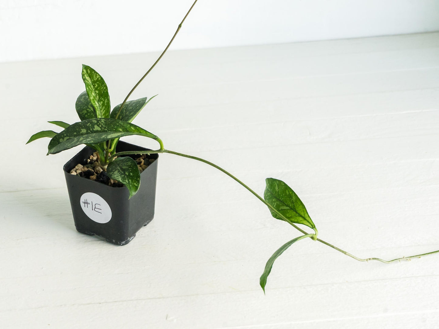 Hoya crassipetiolata (Splash) | 2-Inch