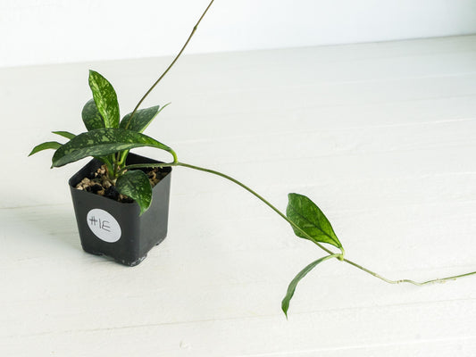 Hoya crassipetiolata (Splash) | 2-Inch