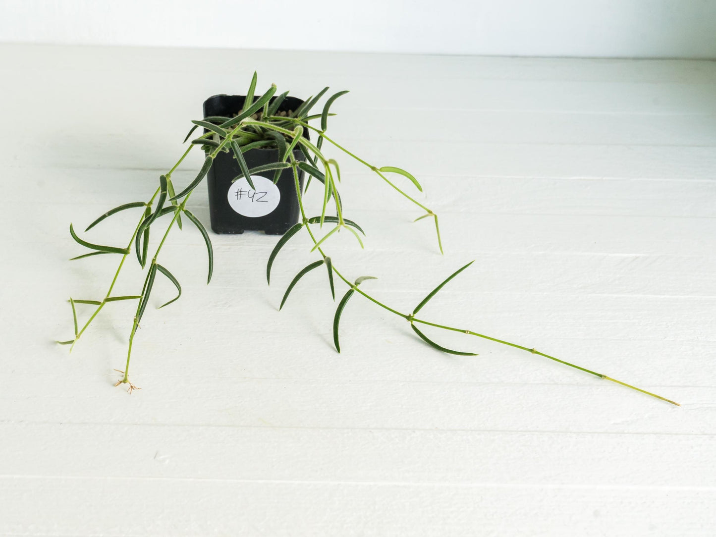 Hoya linearis | 2-Inch