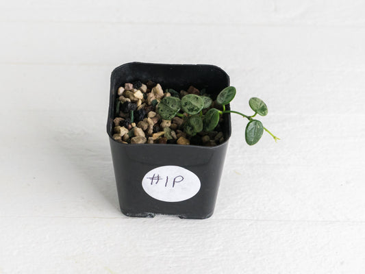 Hoya serpens (Silver) | 2-Inch
