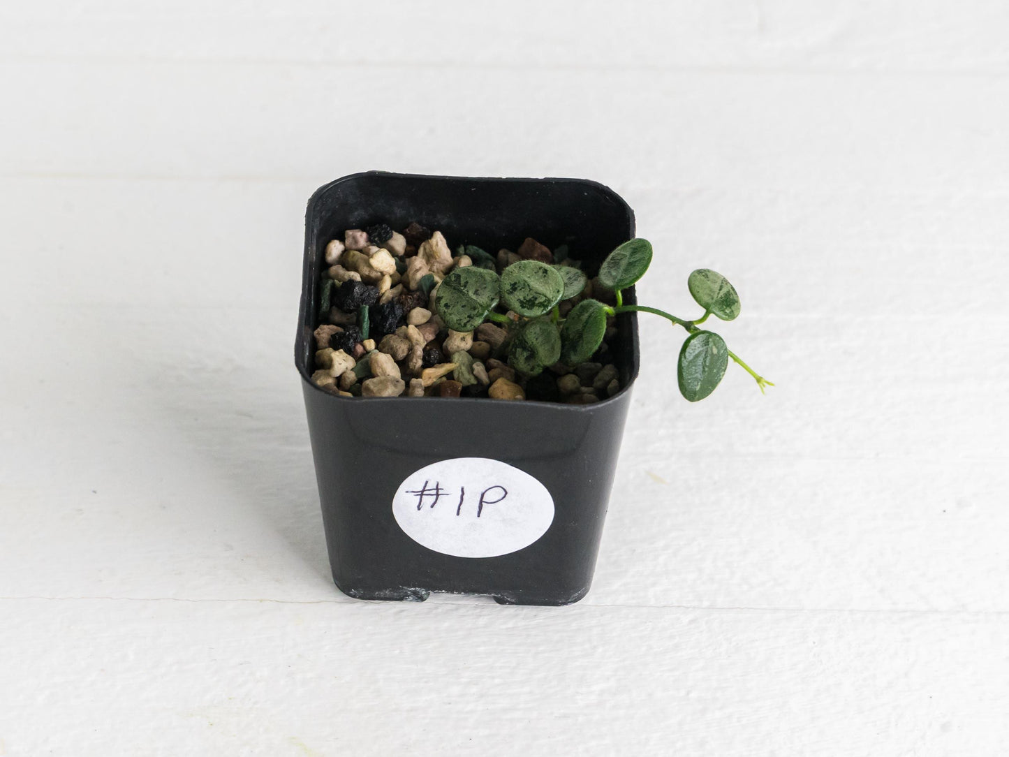 Hoya serpens (Silver) | 2-Inch