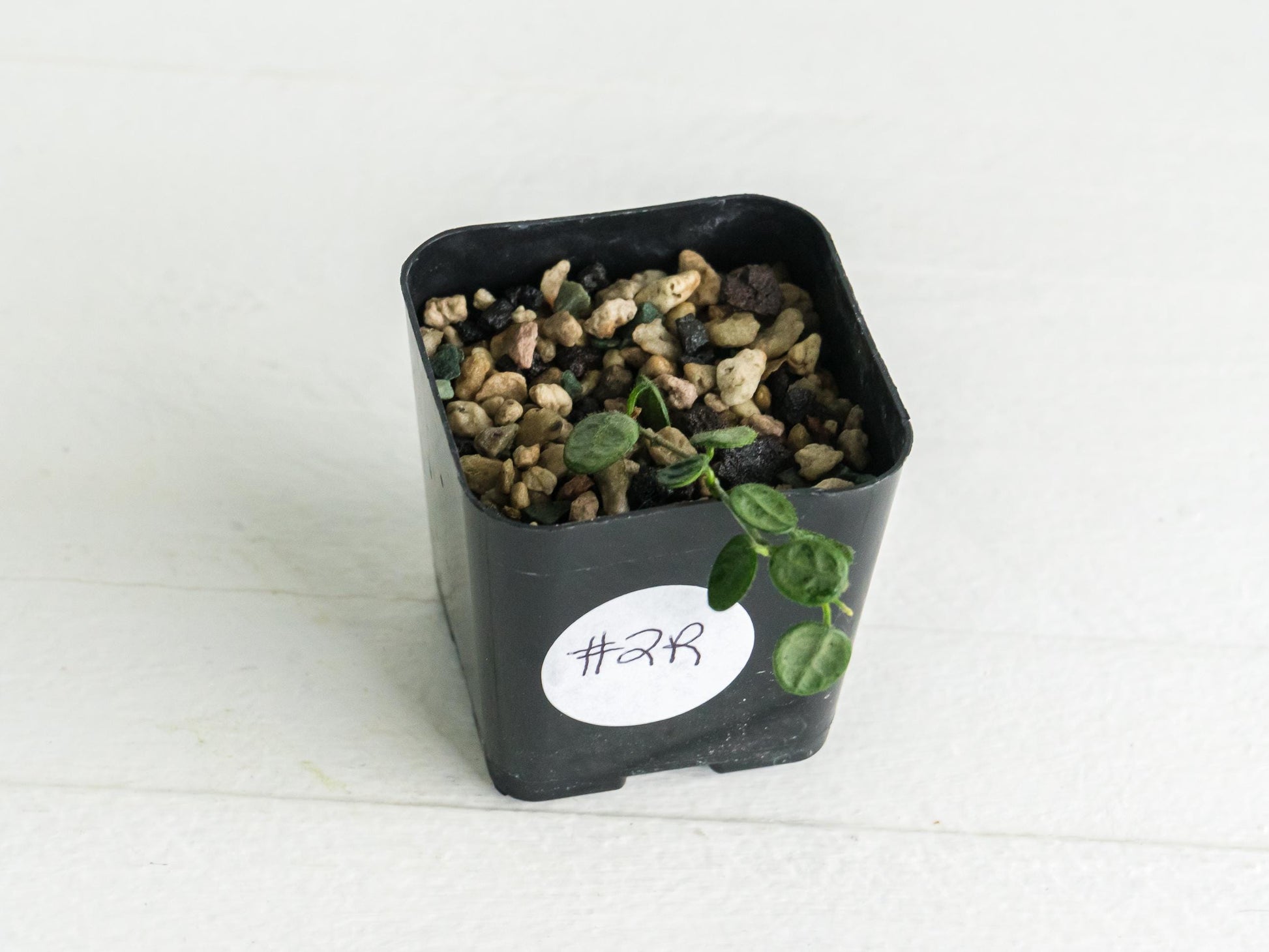 Hoya serpens (Silver) | 2-Inch