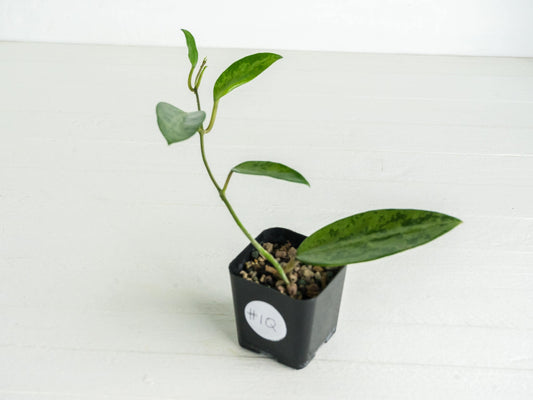 Hoya 'Rime' (Splash) | 2-Inch