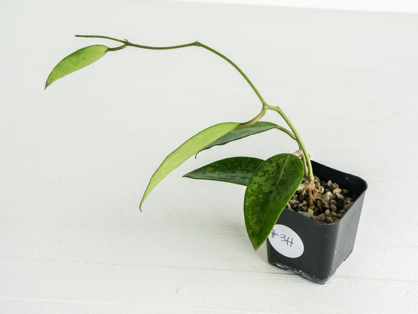 Hoya 'Rime' (Splash) | 2-Inch