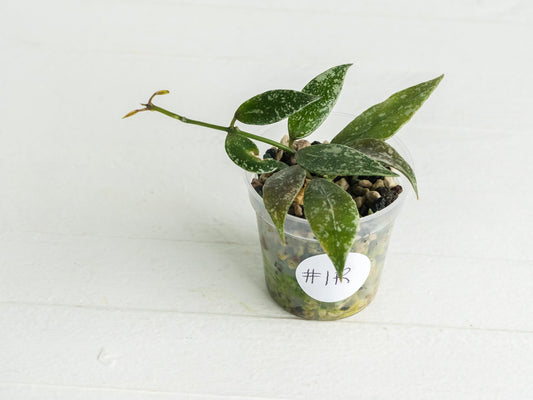 Hoya lacunosa 'Laos Full Splash' | 2-Inch