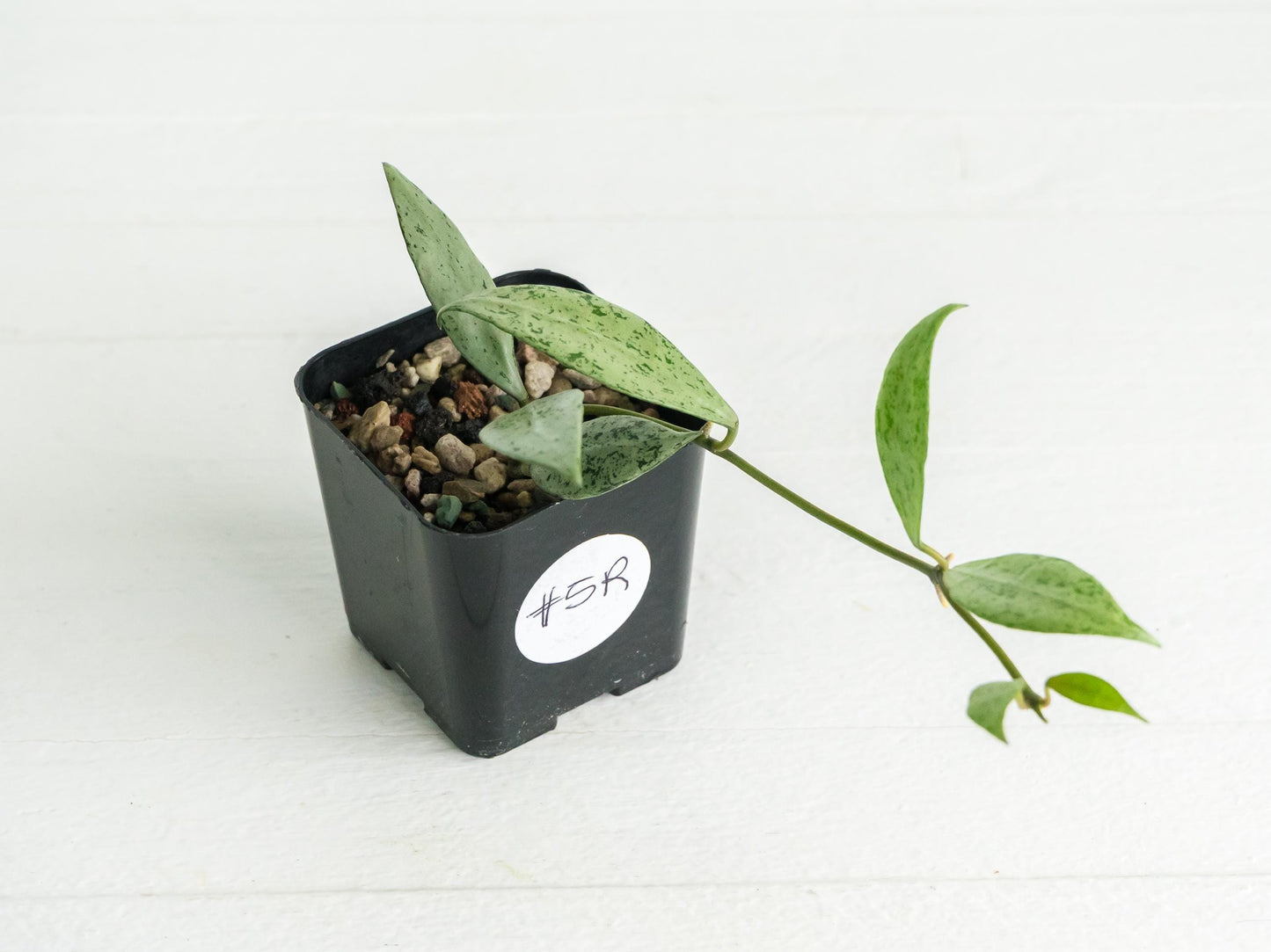 Hoya lacunosa 'Silver Lime' | 2-Inch