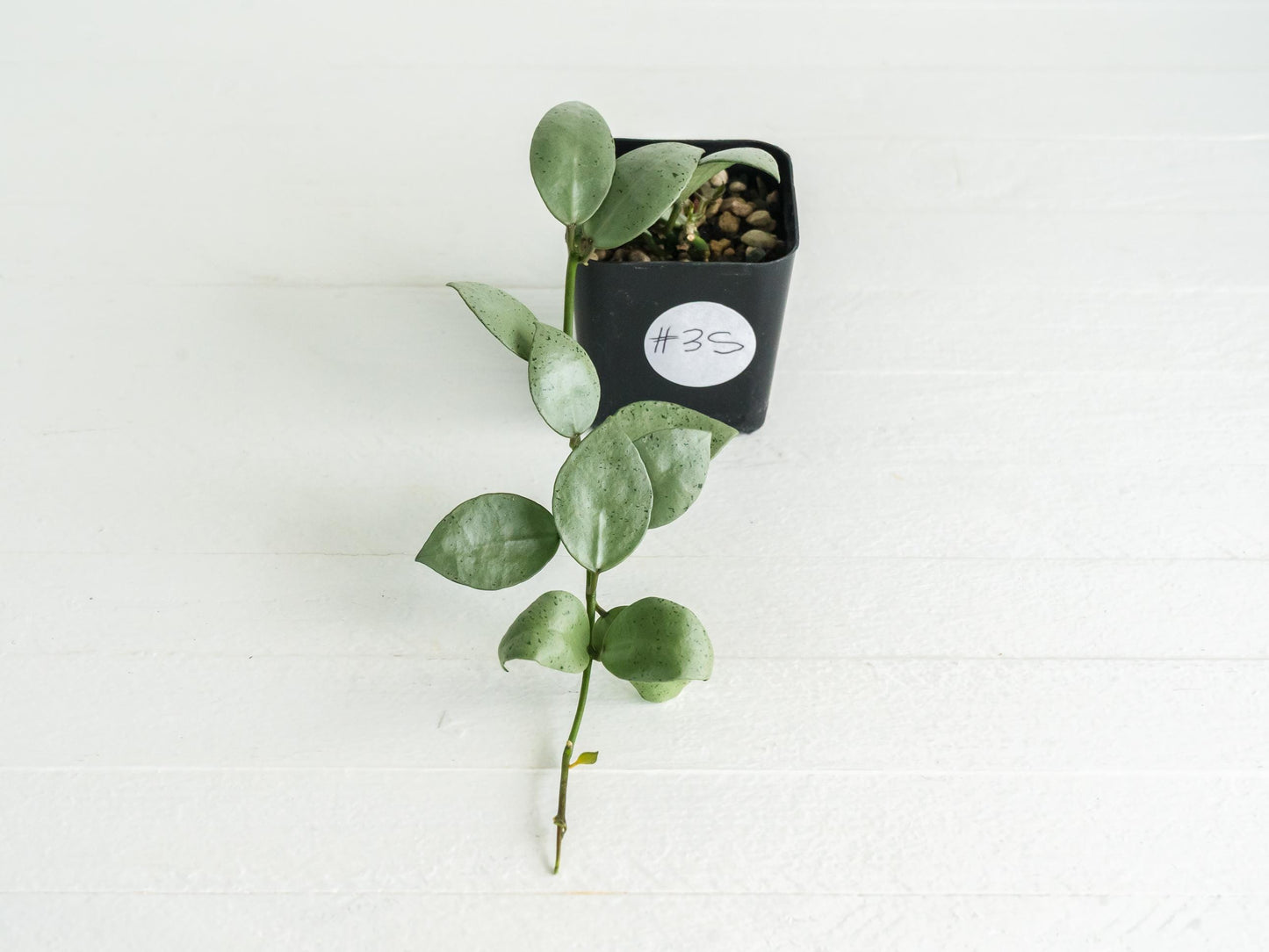 Hoya lacunosa 'Silver Mint Coin'