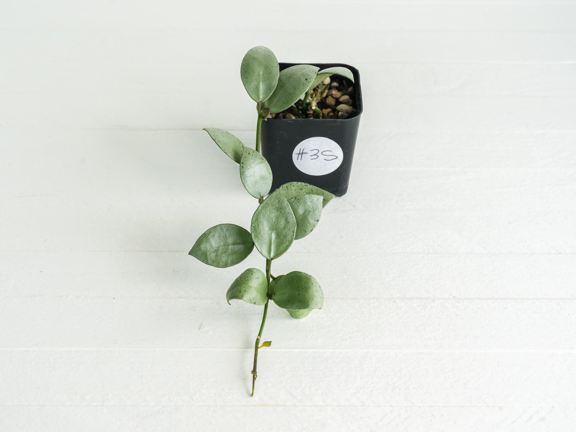 Hoya lacunosa 'Silver Mint Coin'