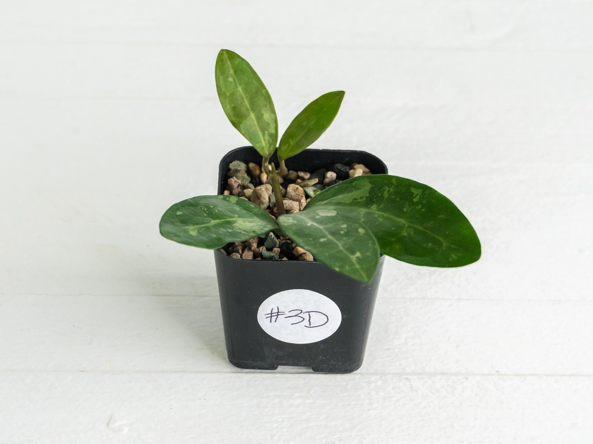 Hoya Elliptica | 2-Inch