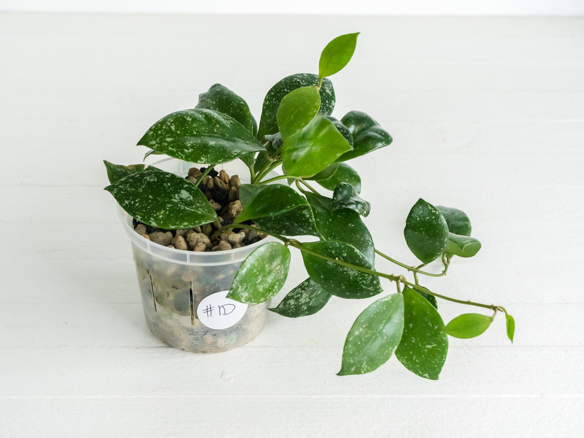 Hoya walliniana (Splash) | 3-Inch