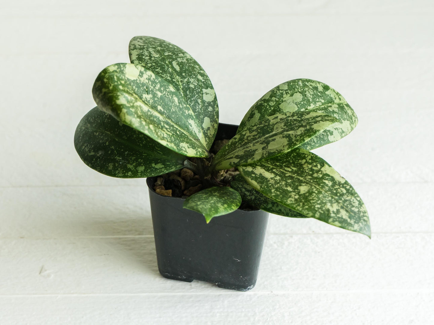 Hoya 'Wibergiae Round Leaf' (DMW-001-C) [verticillata (ex. wibergiea) x unknown] | 2-Inch