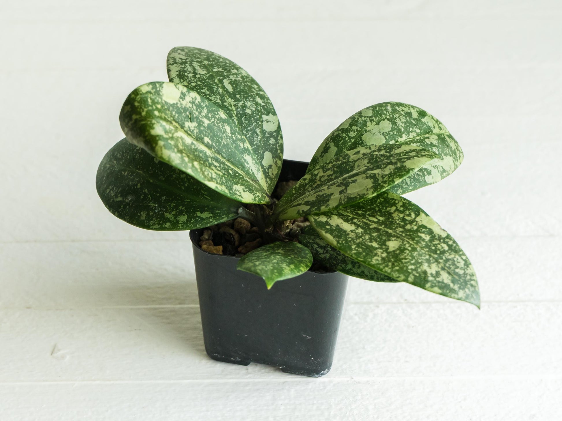 Hoya 'Wibergiae Round Leaf' (DMW-001-C) [verticillata (ex. wibergiea) x unknown] | 2-Inch