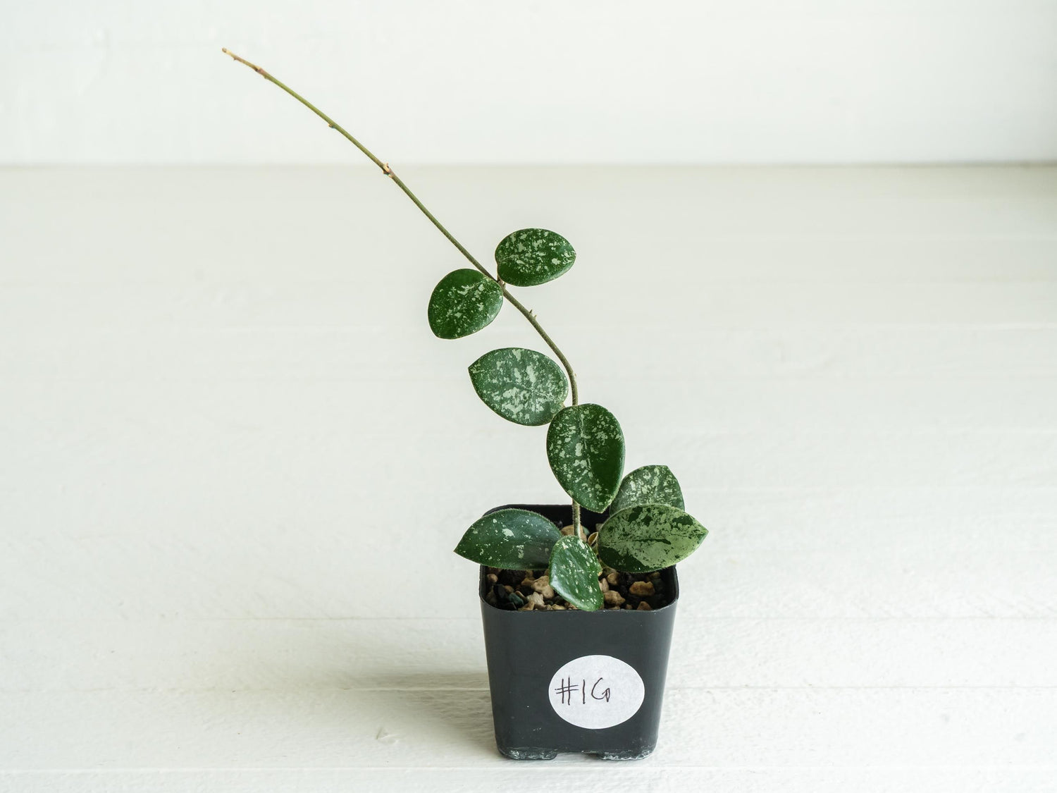 Hoya 'Mathilde' (Splash) | 2-Inch