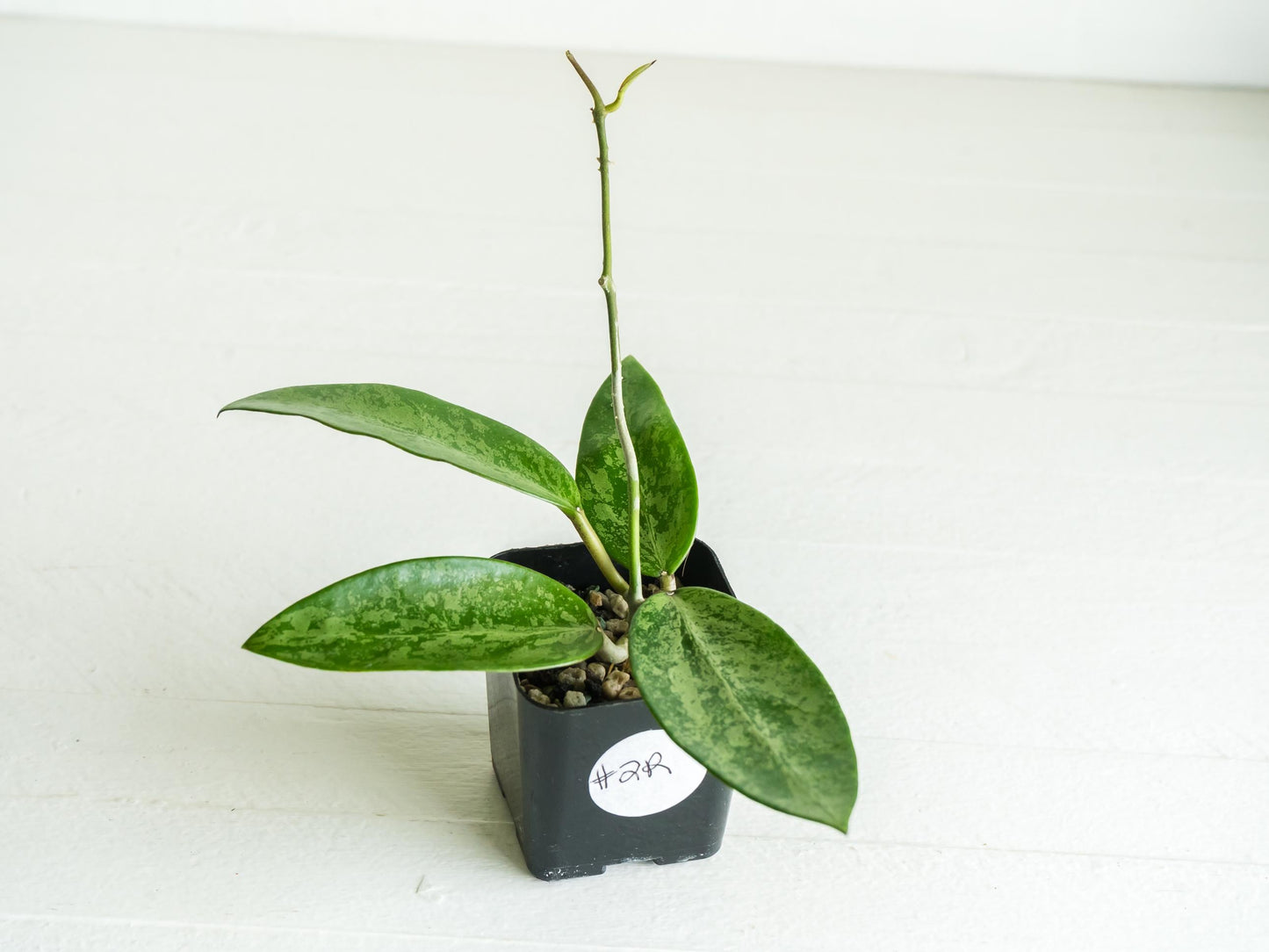 Hoya 'Rime' (Splash) | 2-Inch